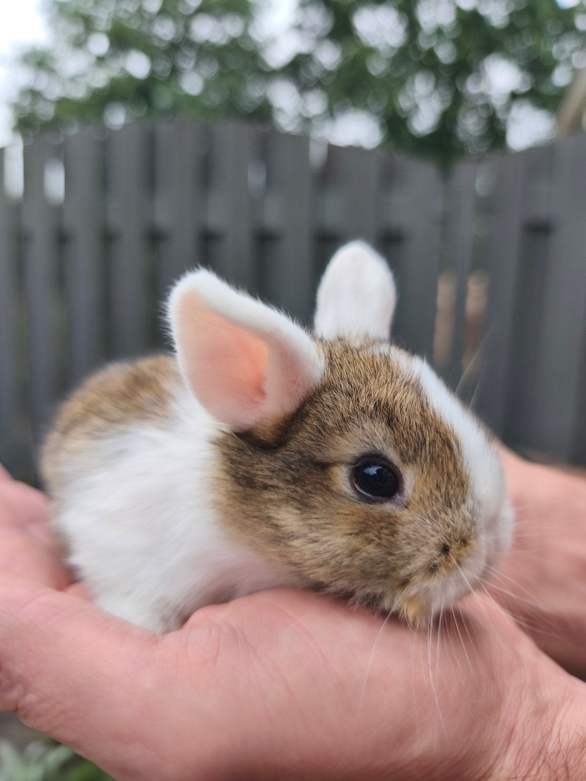 5 prachtige konijntjes, minilop X kleurdwerg, Dieren en Toebehoren, Konijnen, Meerdere dieren, Dwerg, Hangoor, 0 tot 2 jaar