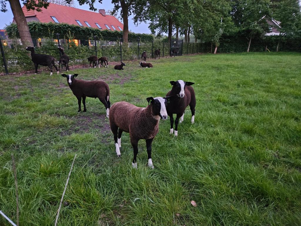 Zwartbles lammeren, Dieren en Toebehoren, Mannelijk, Schaap