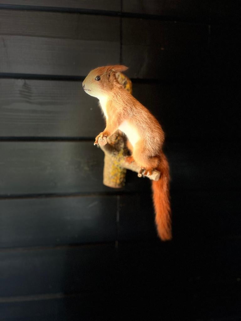NIEUW! Taxidermy Preparaat | Opgezette eekhoorn op boomstam, Ophalen of Verzenden, Nieuw, Wild dier, Opgezet dier