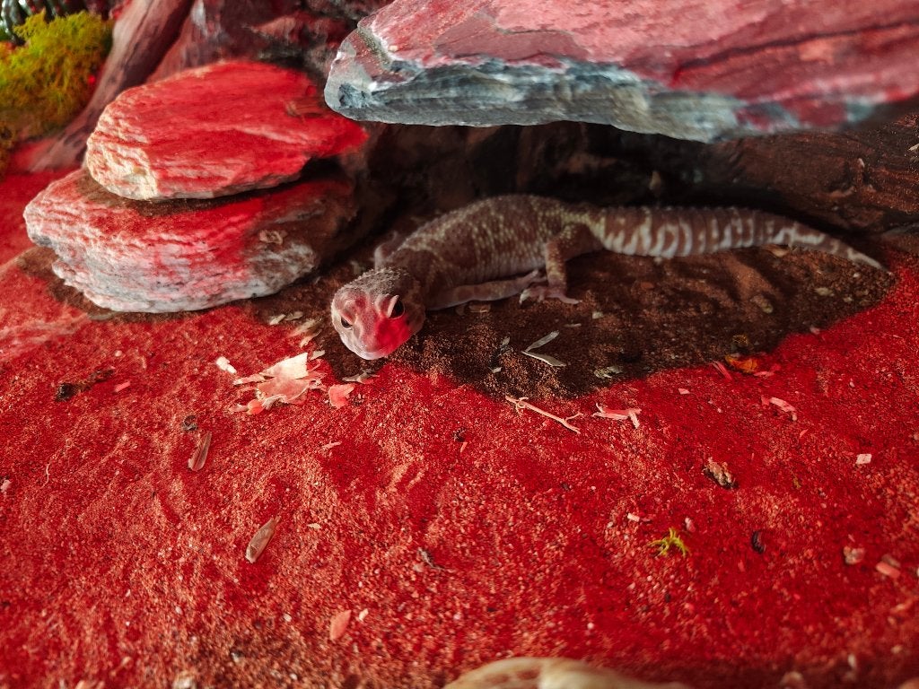 2 vrouwelijke gekko's, Overige soorten, Met terrarium, 0 tot 2 jaar