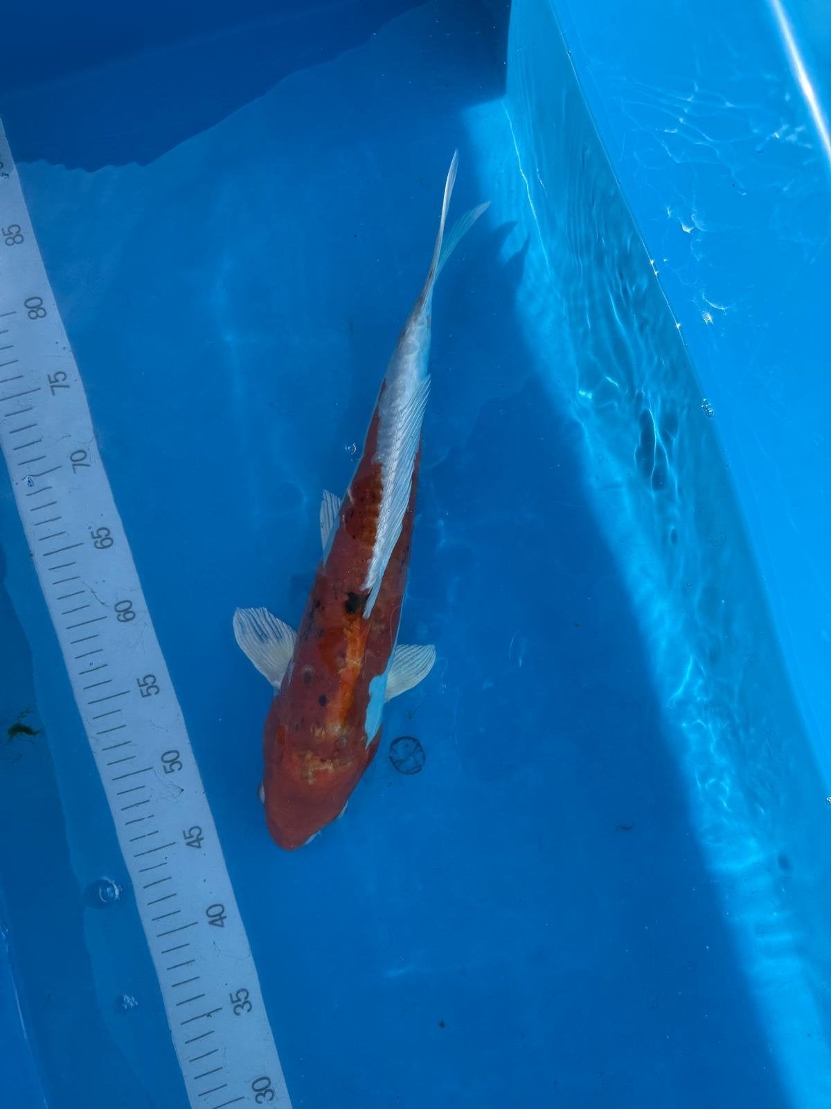 Koi vis kohaku, Dieren en Toebehoren, Karper of Koi