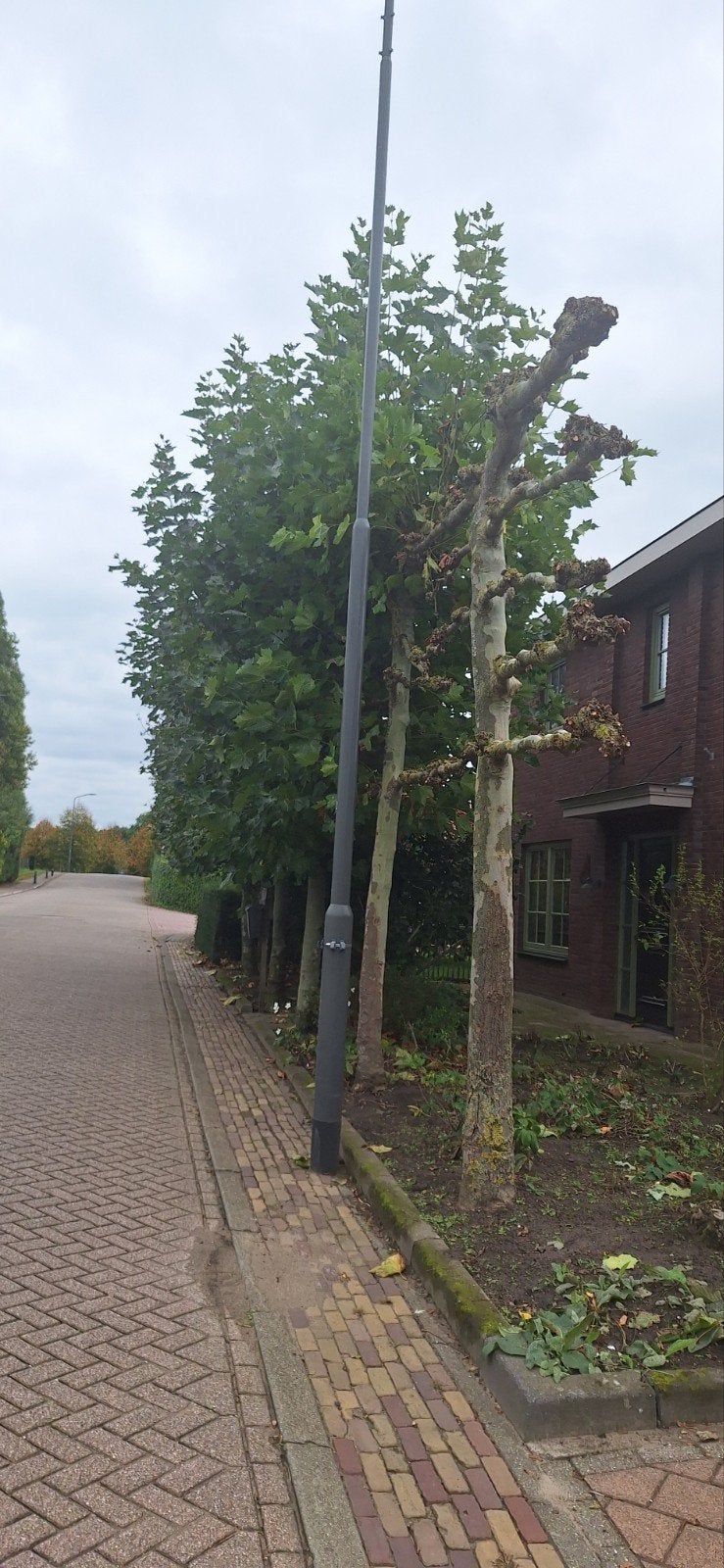 5 mooie lei platanen, Tuin en Terras, Ophalen, Halfschaduw, Leiboom, 250 tot 400 cm