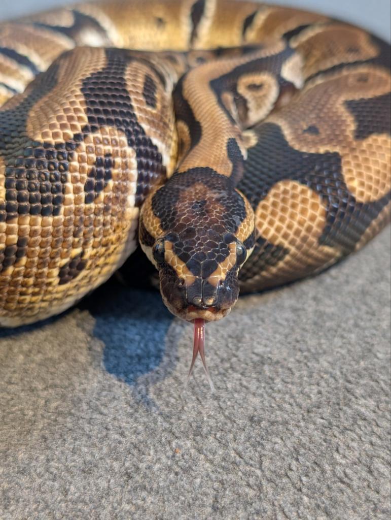 1.0 Male Ball Python Regius Ball Python - male for sale from M. Beekmans