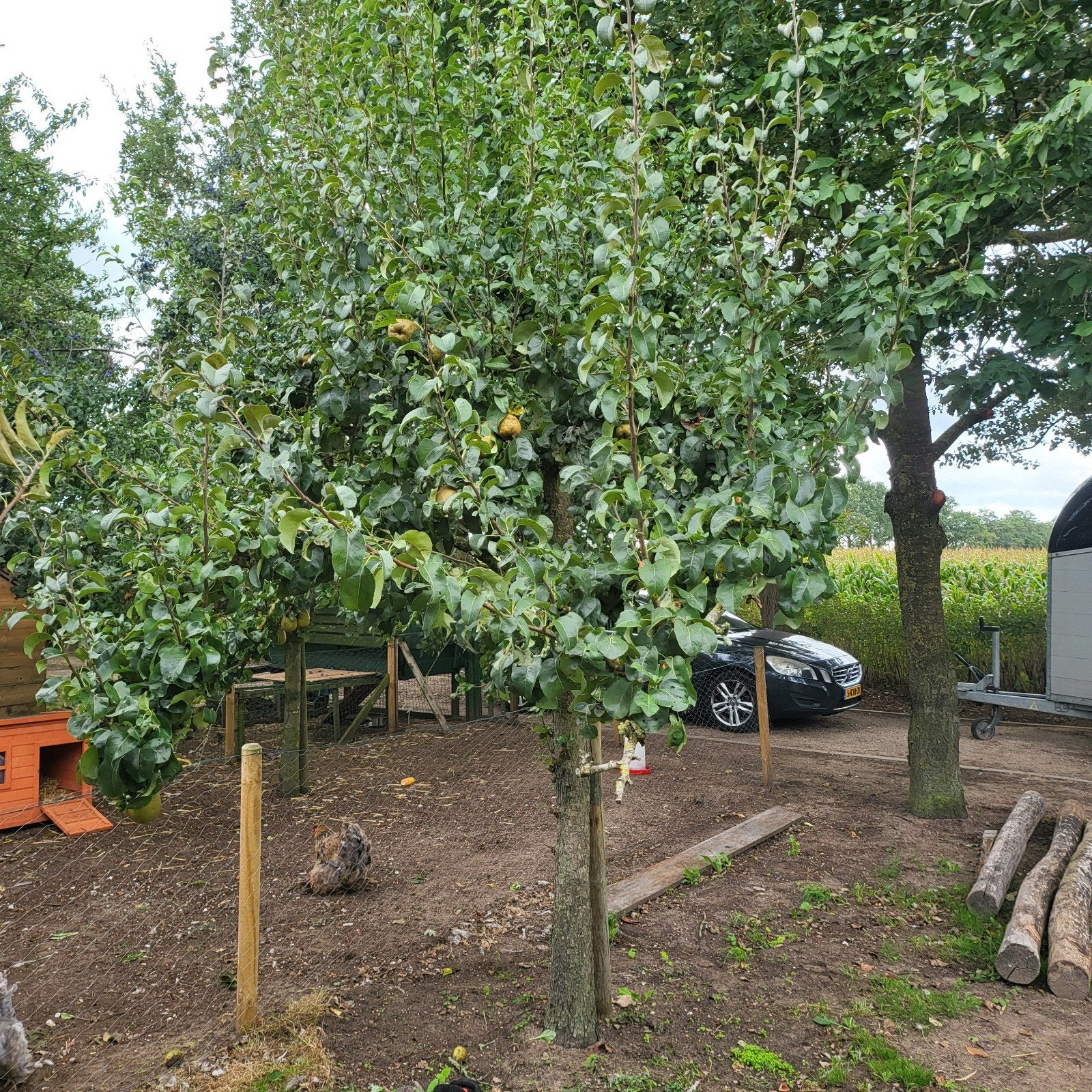 Perenboom en appel met Volle Oogst, Tuin en Terras, Planten | Bomen, Volle zon, Lente, 400 cm of meer, Overige soorten