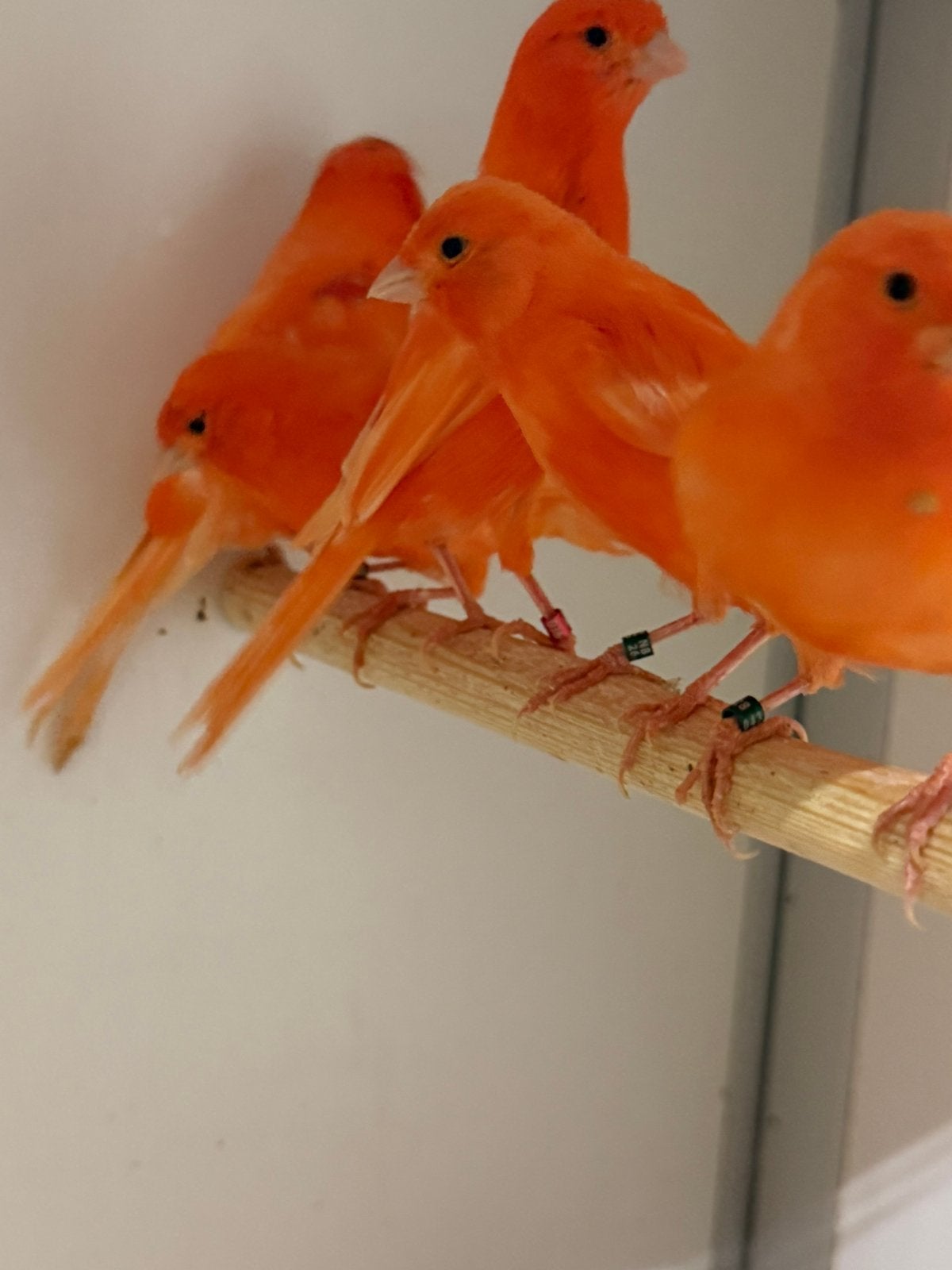Diverse rode kanaries, Meerdere dieren, Kleurkanarie