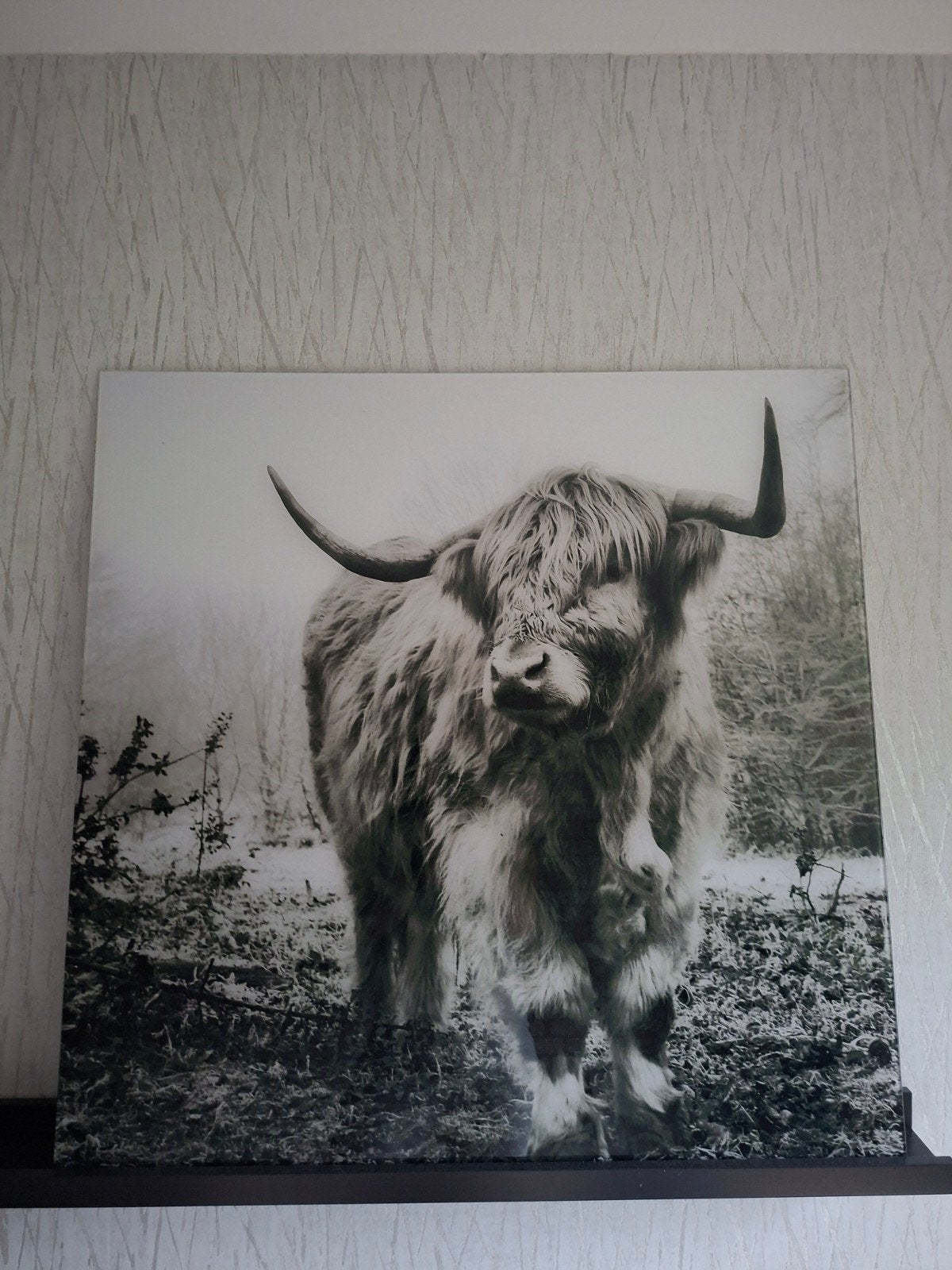Glazen wanddecoratie Schotse Hooglander 80x80 cm, Ophalen, Zo goed als nieuw, 75 tot 100 cm, Overige typen