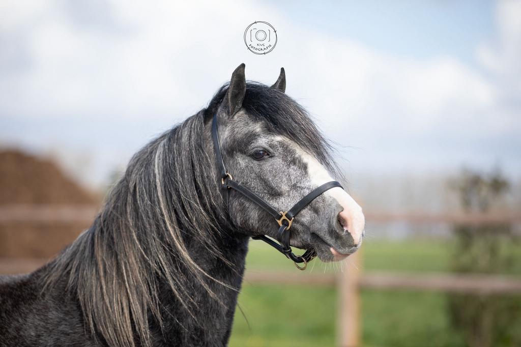 Welsh mountain sectie A merrie, Merrie, Met stamboom, A pony (tot 1.17m), 3 tot 6 jaar