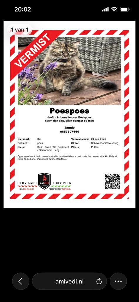 Kat vermist Putten/Ermelo - Poespoes, Kat
