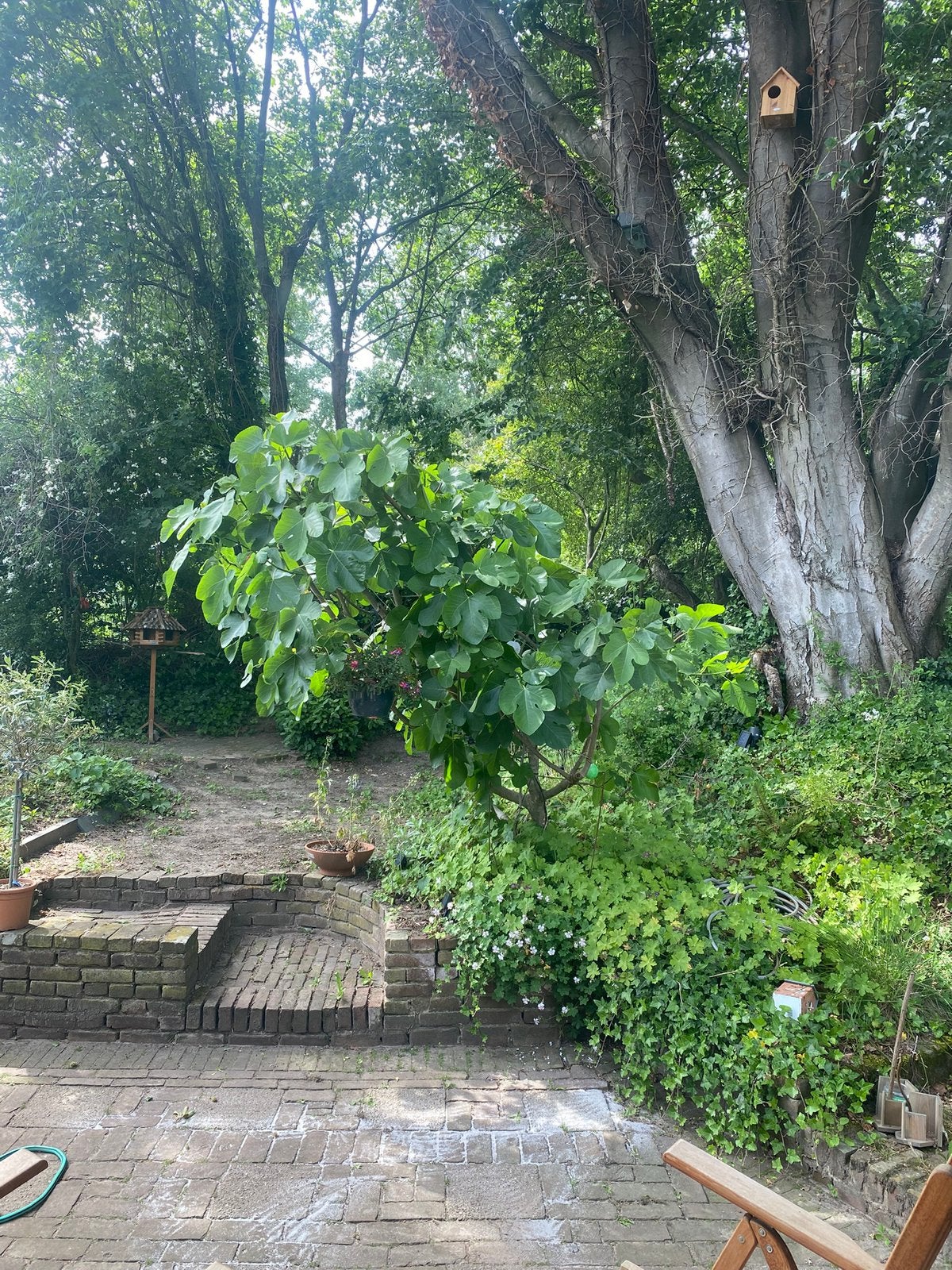 Vijgenboom, Bloeit niet, Overige soorten, 100 tot 250 cm, Ophalen