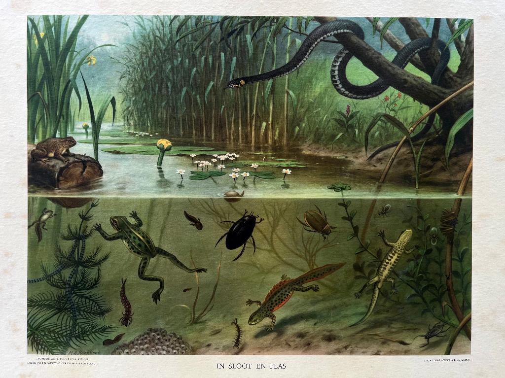Schoolplaat In Sloot en Plas J.B. Wolters Groningen 1950, Antiek en Kunst, Antiek | Schoolplaten, Ophalen of Verzenden, Natuur en Biologie