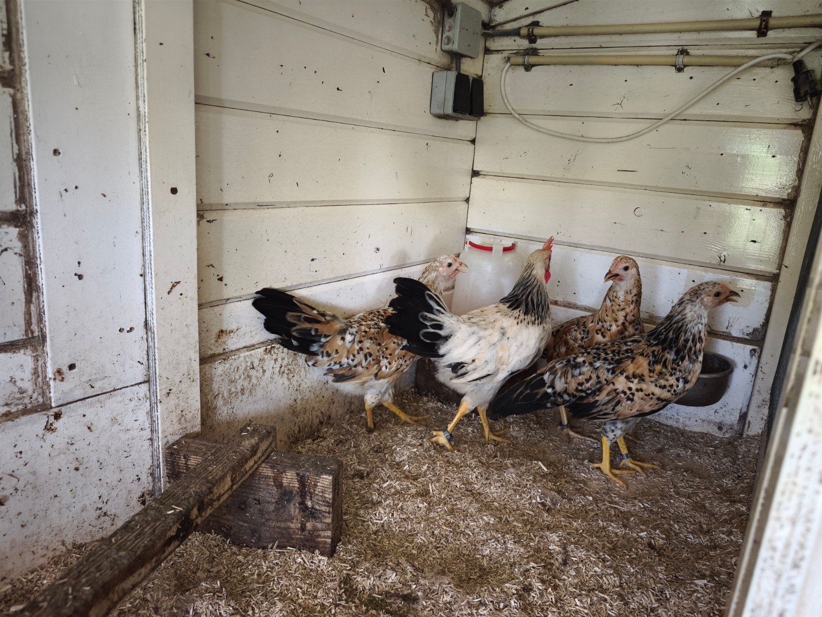 Leghorn porselein hennen, Vrouwelijk, Kip