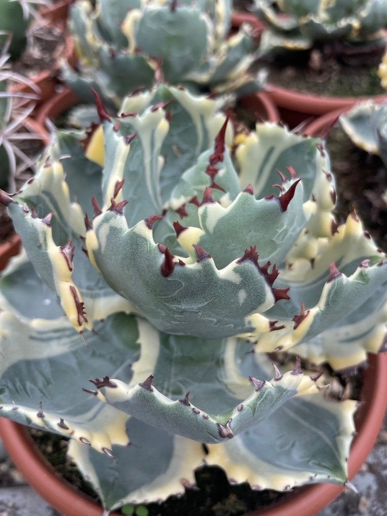 Agave  Kabutogani in potmaat 16cm hybride aanbieding, Minder dan 100 cm, Groene kamerplant, Halfschaduw, Ophalen of Verzenden