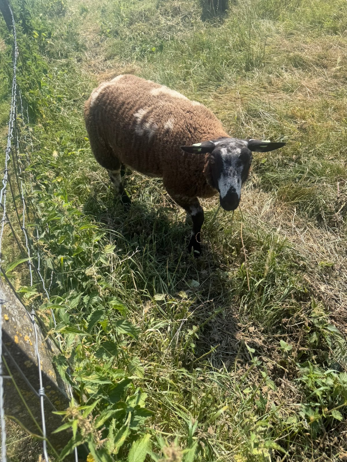 Mooie ram lam te koop, Mannelijk, Schaap, 0 tot 2 jaar