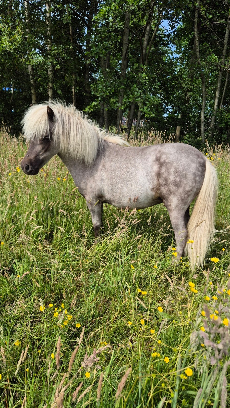 GEZOCHT: Silver Dapple Dekhengst, Hengst