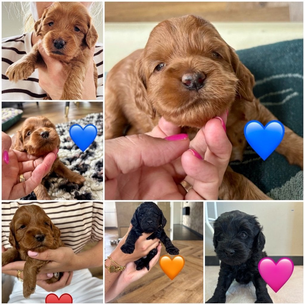 Cockapoo pups, Dieren en Toebehoren, Honden | Retrievers, Spaniëls en Waterhonden, Overige rassen, 8 tot 15 weken, Meerdere dieren
