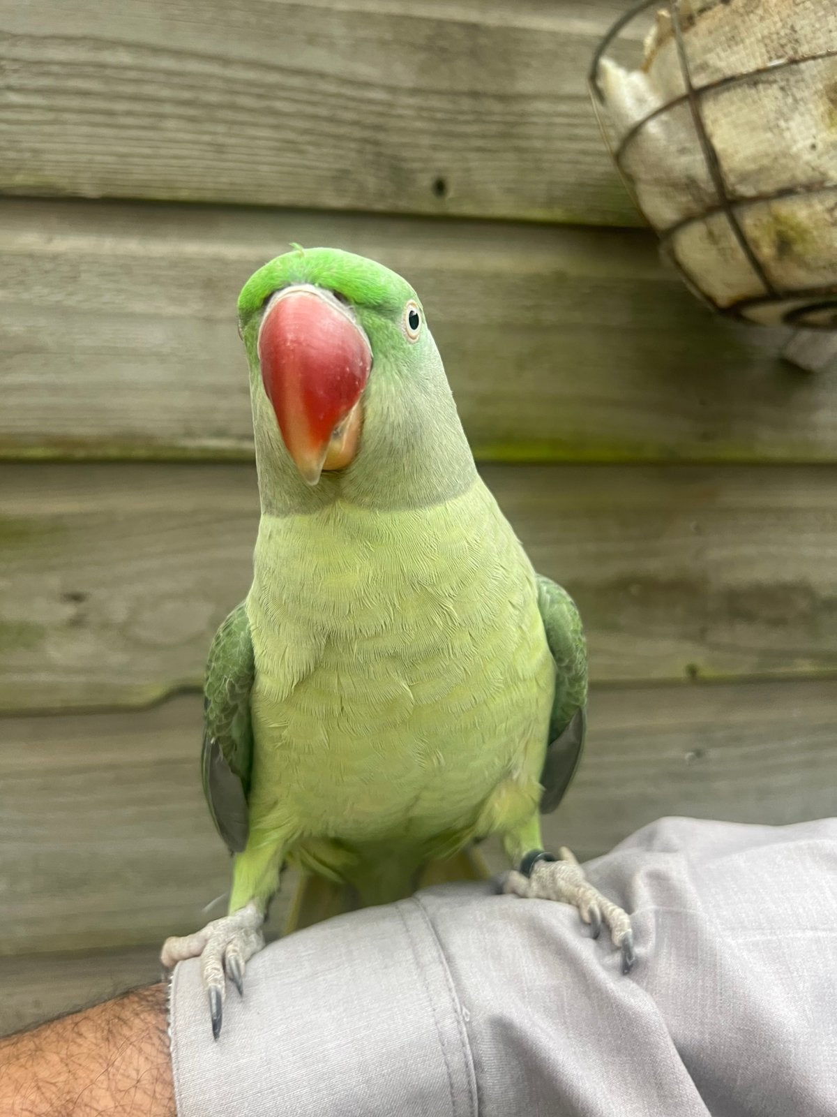 Alexander parkiet man – lieve, aanhankelijke vogel, Dieren en Toebehoren, Mannelijk, Parkiet