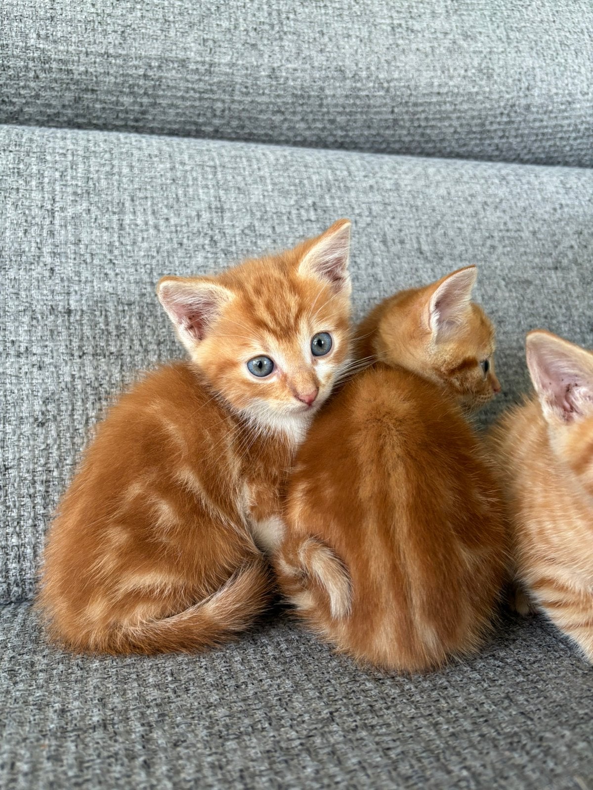 Lieve aanhankelijke kittens, Meerdere dieren
