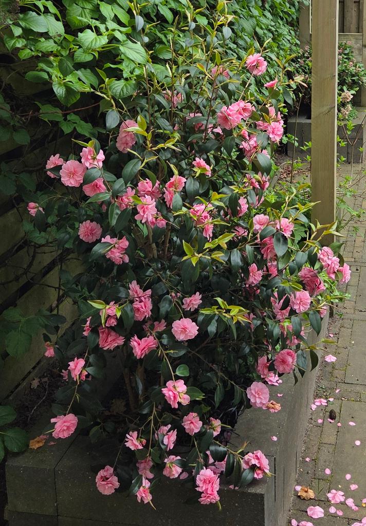 Camelia sierheester met roze bloemen 150cm, Volle zon, Vaste plant, Lente, Ophalen