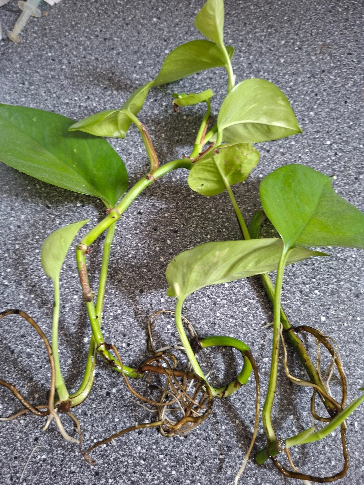 Goudrank (Epipremnum aureum) stekken met wortels, Ophalen, Overige soorten, Volle zon