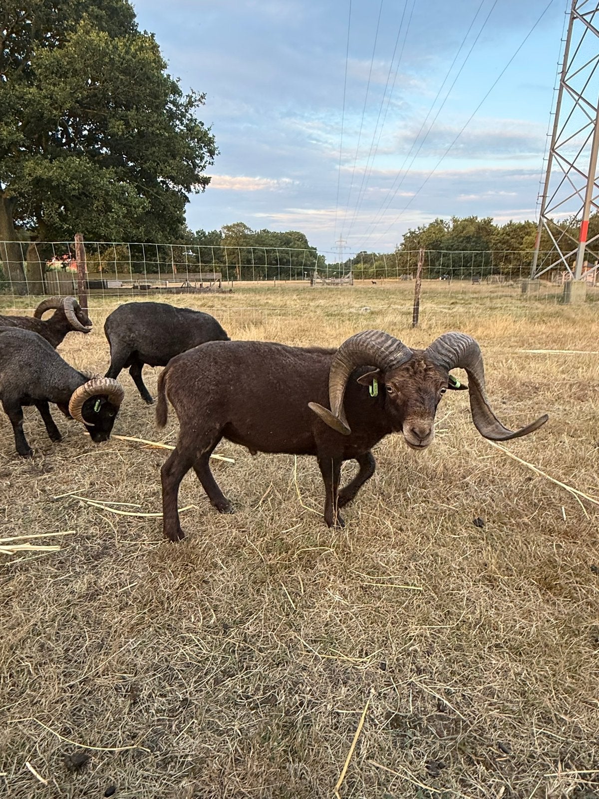 Ouessant rammen, Dieren en Toebehoren, Schapen, Geiten en Varkens, Mannelijk, Schaap