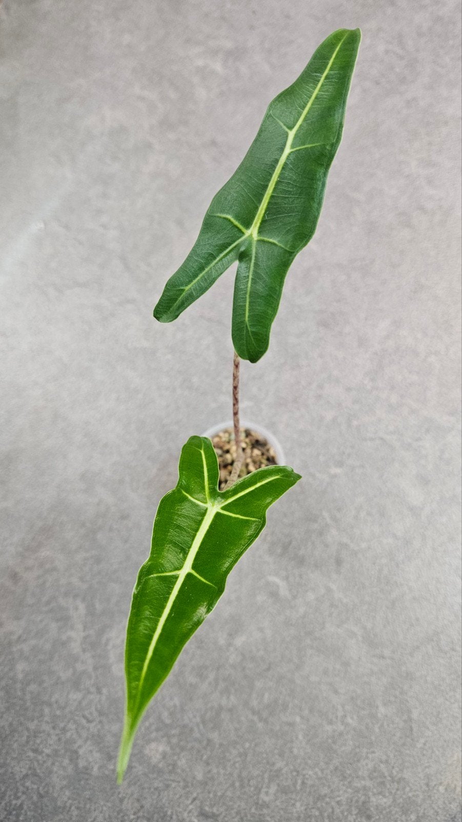 Alocasia Sarian, Ophalen of Verzenden