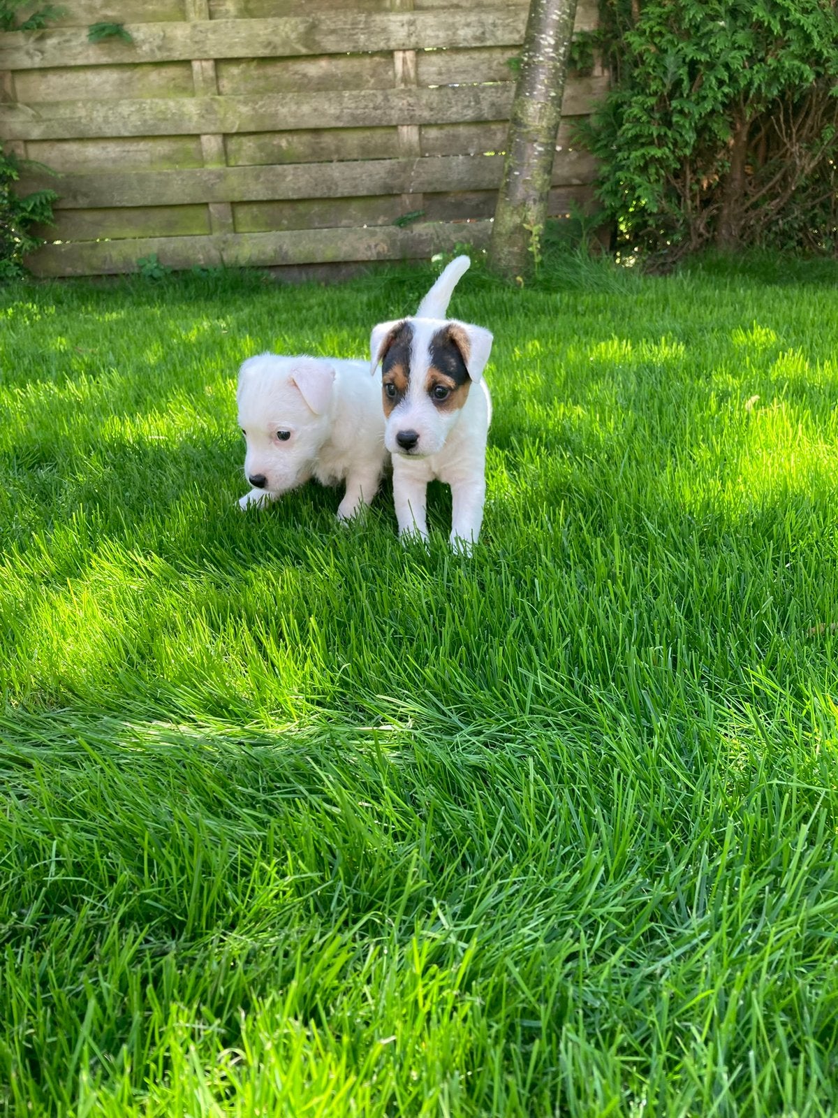Parson russell terriër pup, Parvo, 8 tot 15 weken, Eén hond, Nederland