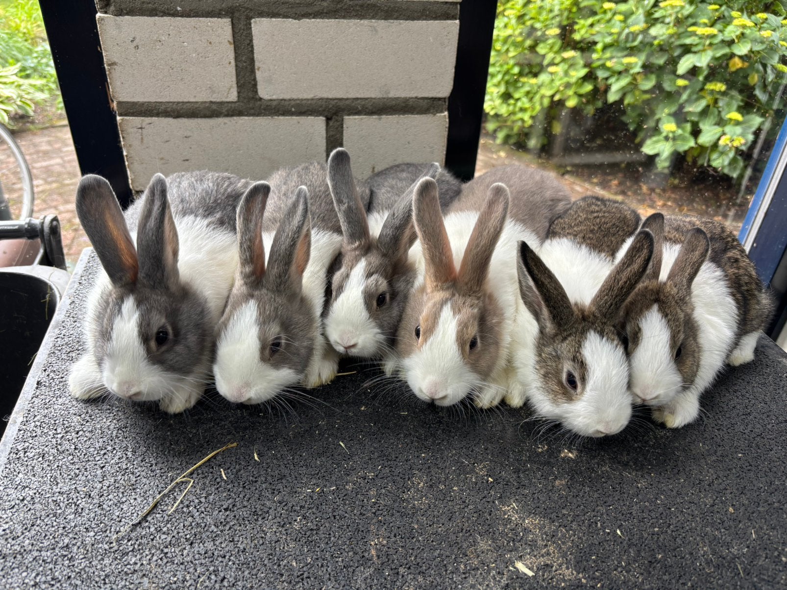 Rasuivere Hollander konijntjes, Meerdere dieren, Klein, 0 tot 2 jaar