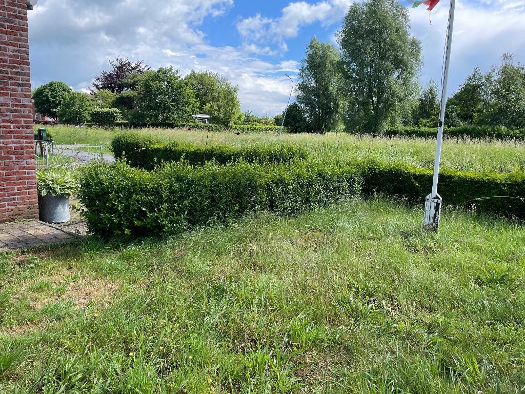 Ligusterheg,gratis ophalen,zelf scheppen., Tuin en Terras, Planten | Struiken en Hagen, Ophalen, Liguster, Haag, Minder dan 100 cm