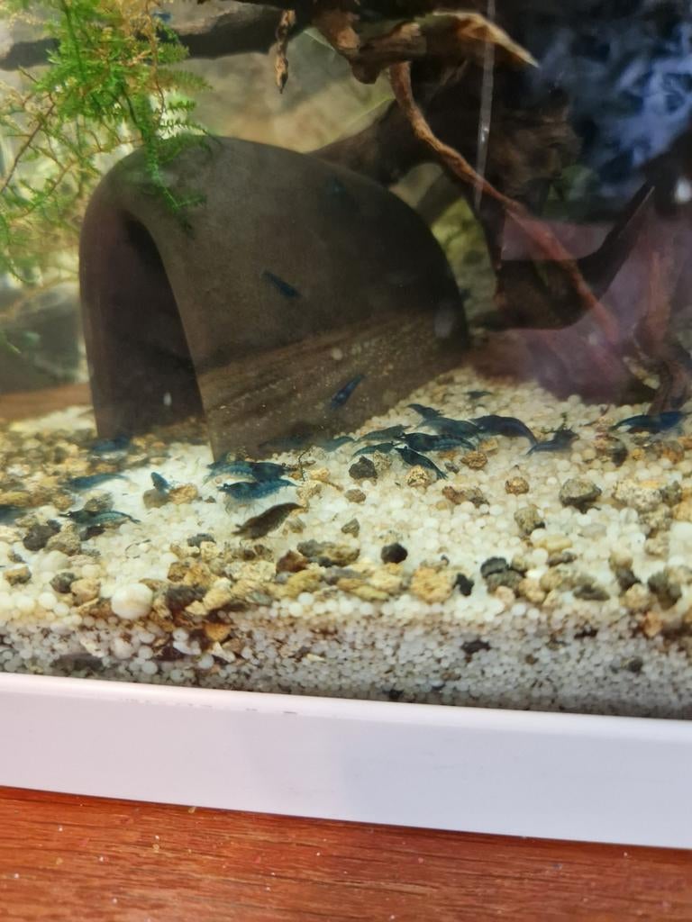 Blauwe garnalen., Dieren en Toebehoren, Vissen | Aquariumvissen, Kreeft, Krab of Garnaal