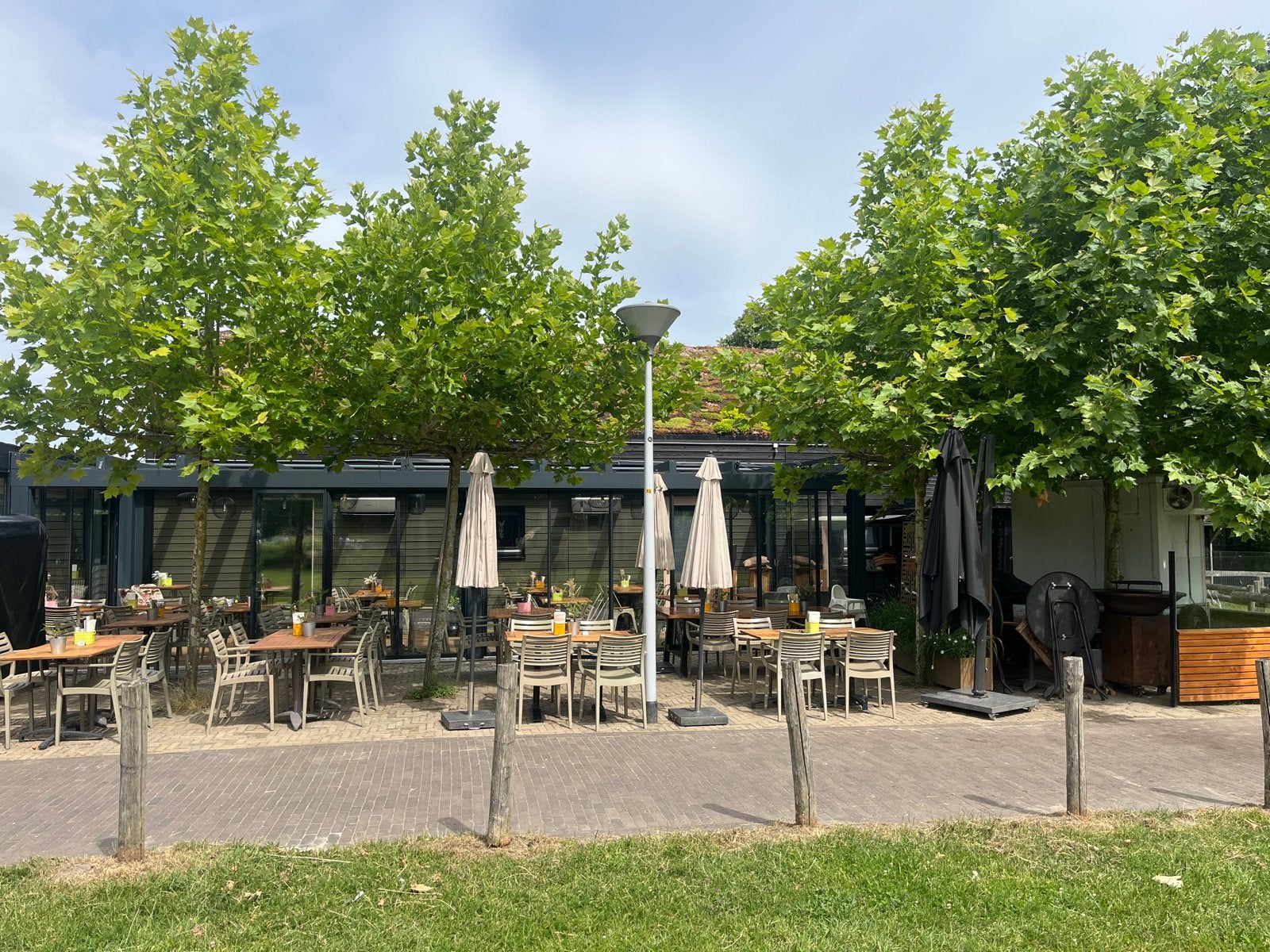 Gratis over te nemen: 4 platanen, Bloeit niet, Overige soorten, 400 cm of meer, Ophalen