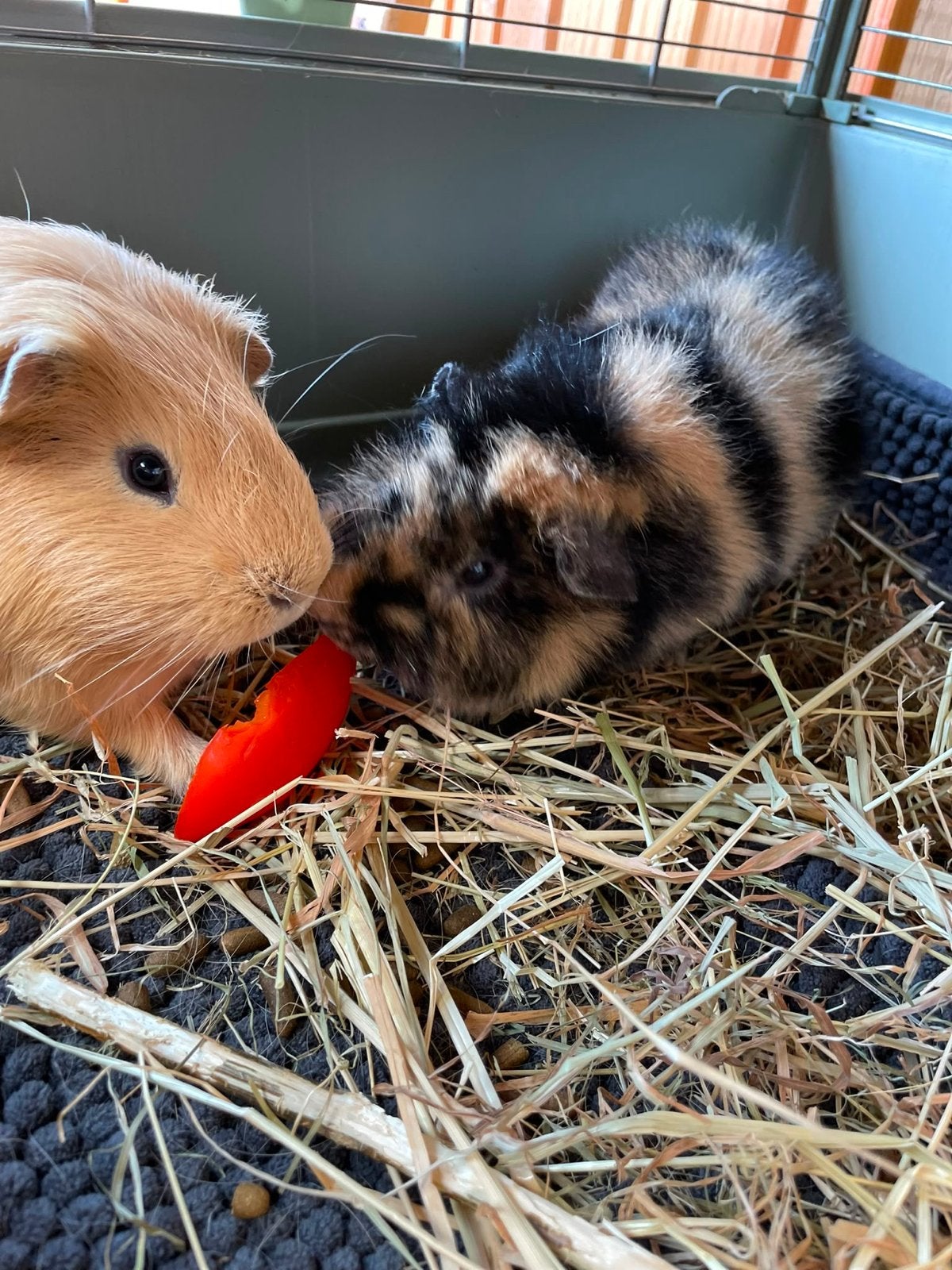 2 Cavia’s / mannetjes / incl kooi, Dieren en Toebehoren, Knaagdieren, Cavia, Mannelijk, December, Tam