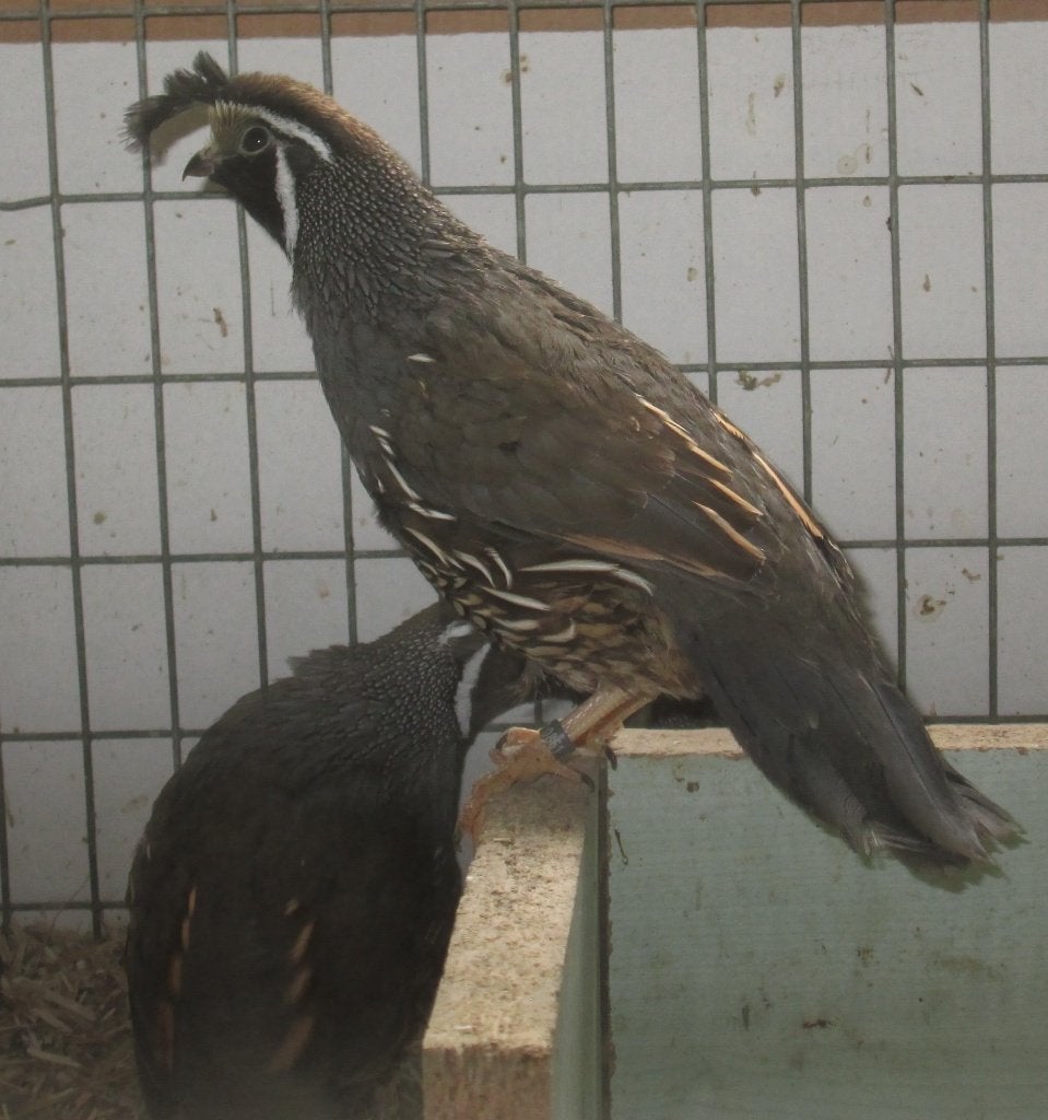 Californische kuifkwartels, Dieren en Toebehoren, Meerdere dieren, Overige soorten