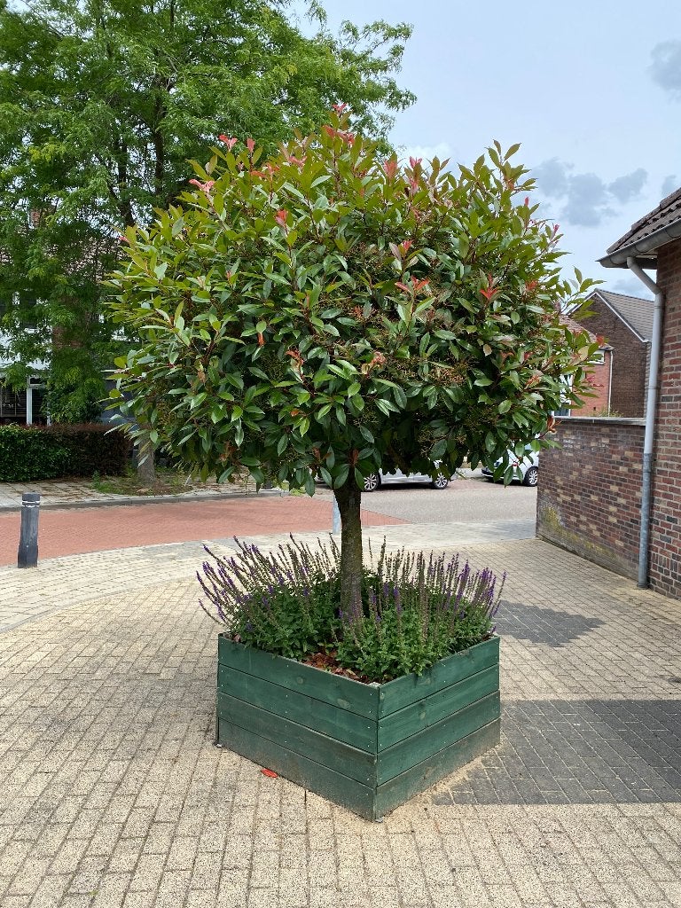 Boom photinia red Robin glansmispel, Tuin en Terras, Planten | Bomen, Lente, 100 tot 250 cm, Ophalen, Volle zon