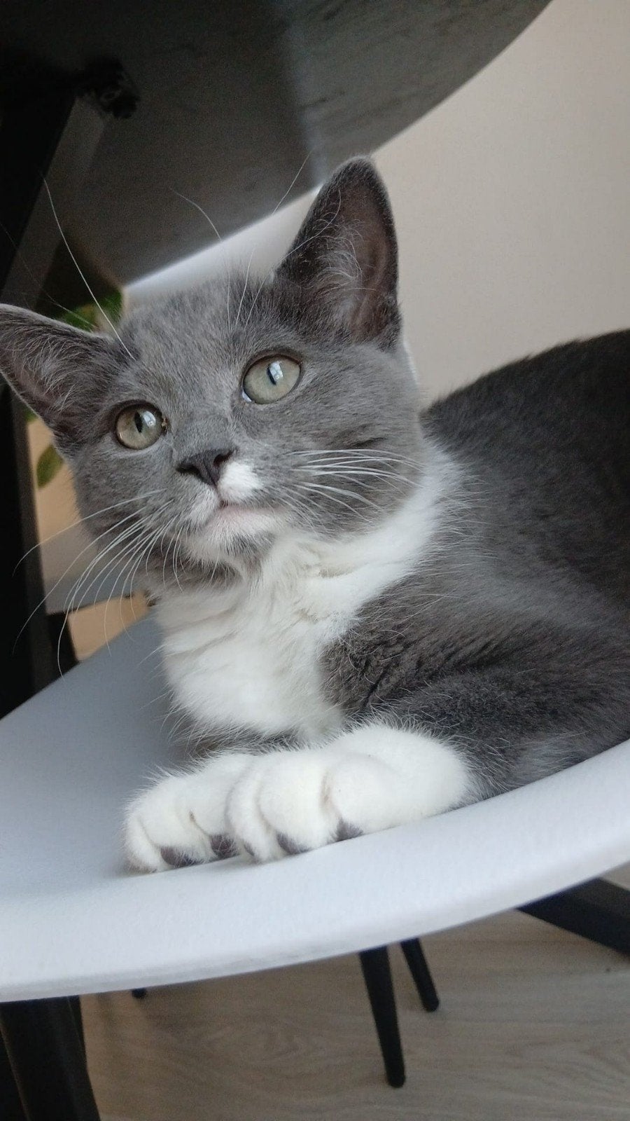 kitten