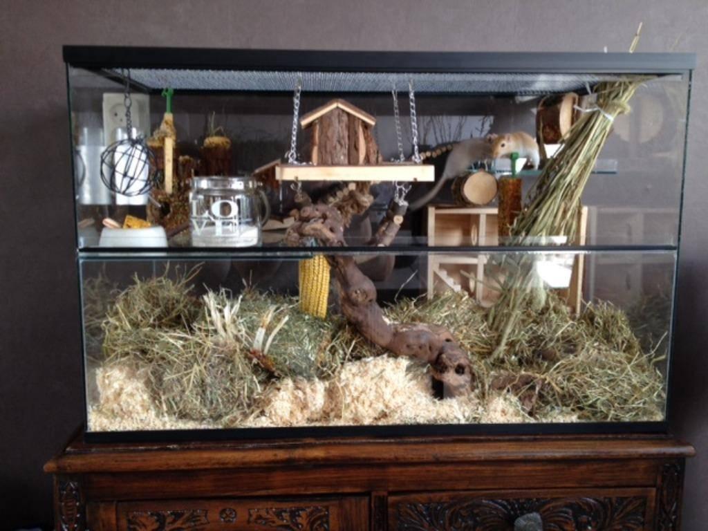 Terrarium luxe model voor gerbil en hamster, Minder dan 60 cm, Ophalen of Verzenden, Minder dan 75 cm, Nieuw