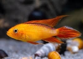 Apistogramma agassizii fire red per paar - Koidream Valburg, Vis, Zoetwatervis