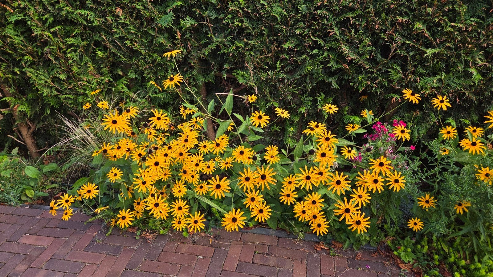 Zonnehoed (Rudbeckia) - price per 5 steken, Tuin en Terras, Volle zon, Vaste plant, Zomer, Ophalen