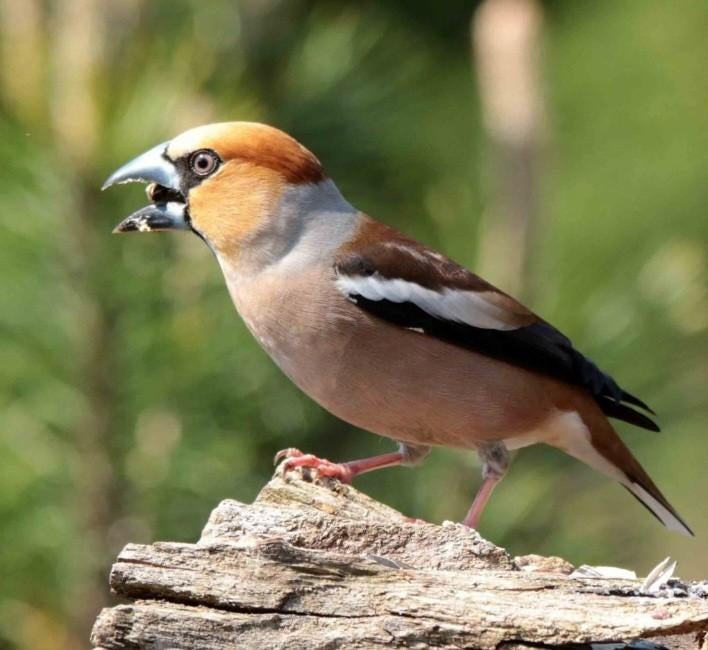 Appelvink man, Mannelijk
