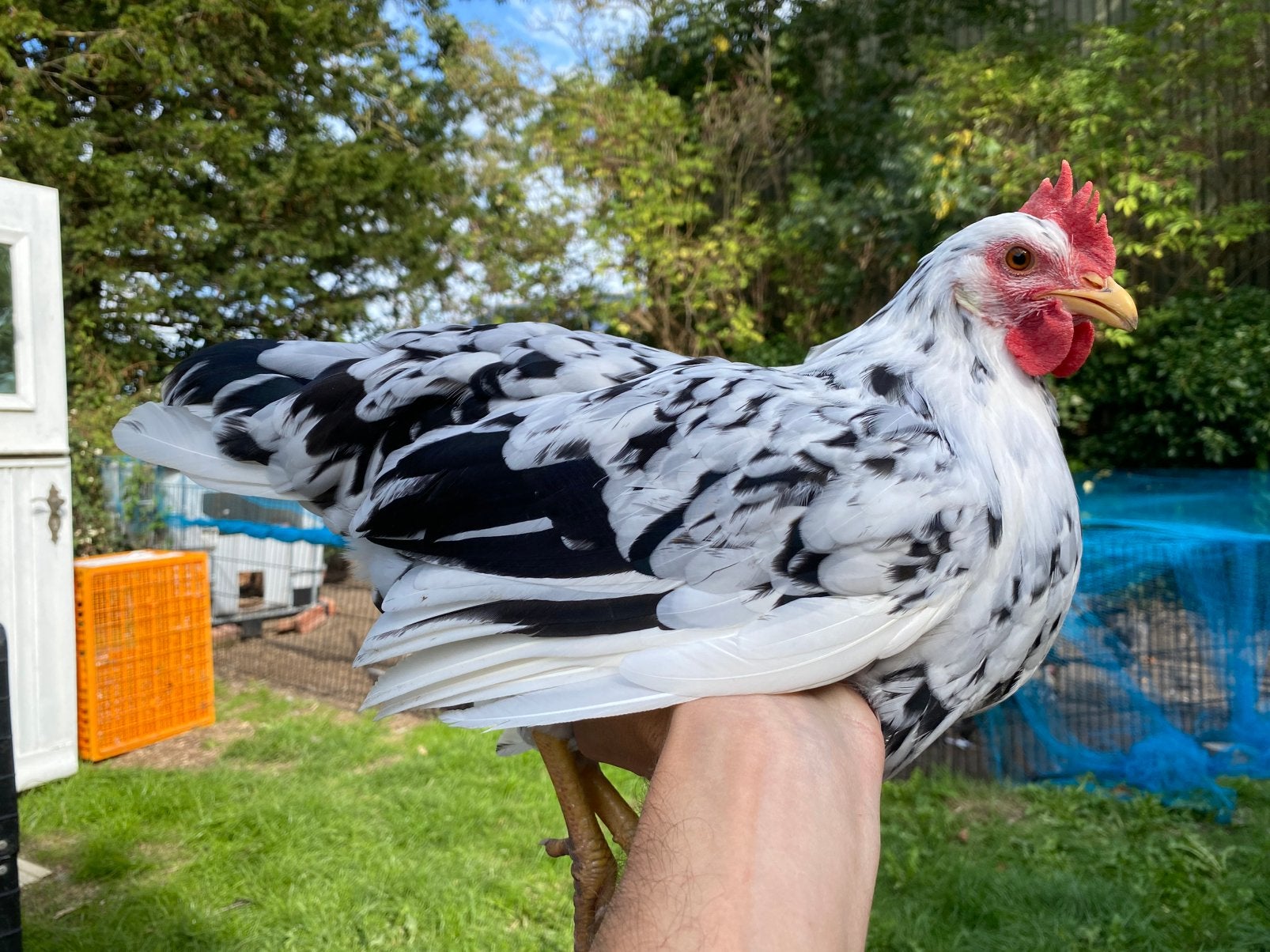 Jonge bonte Leghorn hennen, Dieren en Toebehoren, Vrouwelijk, Kip