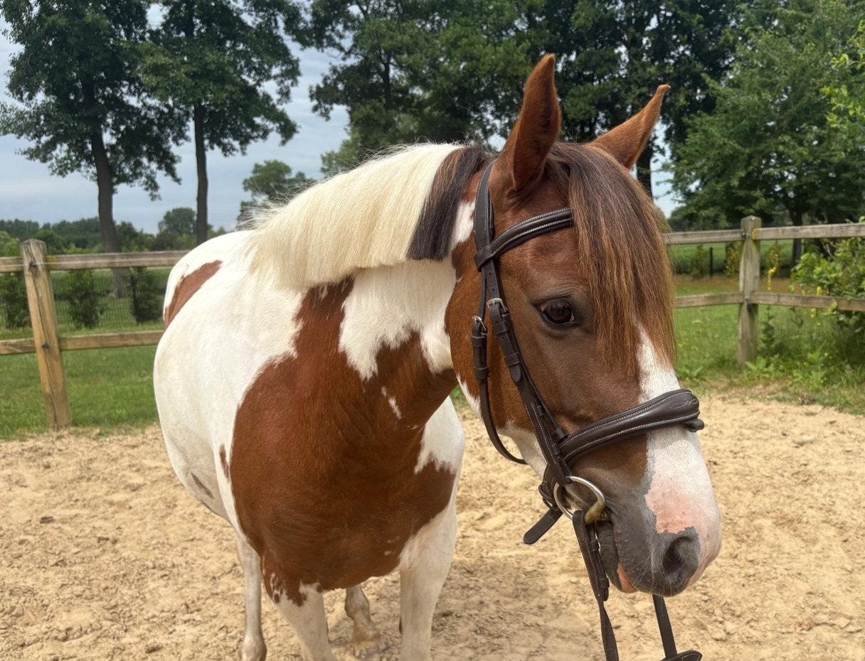 Lieve bonte merrie, Dieren en Toebehoren, Pony's, Merrie, B pony (1.17m tot 1.27m), 3 tot 6 jaar
