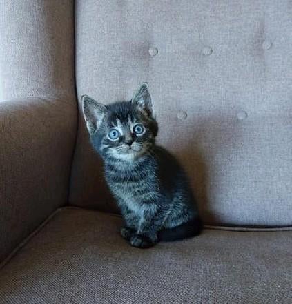 Lieve kittens te koop, Meerdere dieren, Kortharig, 0 tot 2 jaar