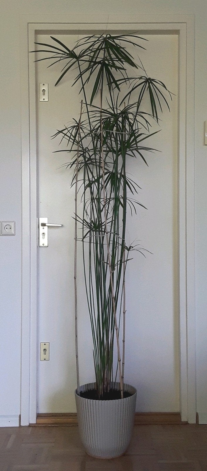 Gezonde papyrus / paraplu plant - hoogte 2 meter!!, Huis en Inrichting, Kamerplanten, Ophalen, Halfschaduw, 200 cm of meer