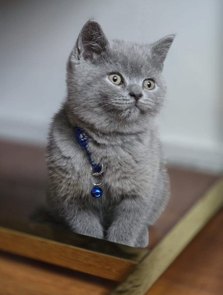 Britse korthaar kittens, Dieren en Toebehoren, Meerdere dieren, Kortharig, 0 tot 2 jaar