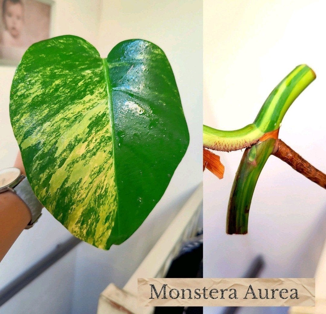 Monstera Aurea yellow variegata stek, Ophalen, Halfschaduw, Minder dan 100 cm