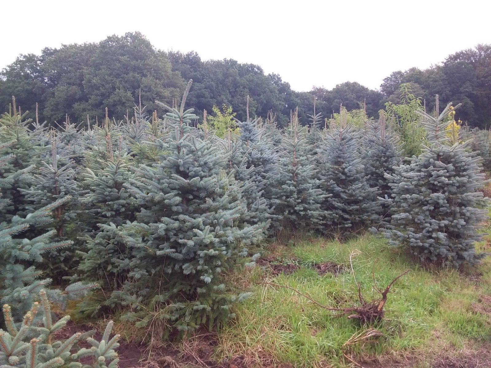 Diverse kerstbomen te koop Omorika en Blauwspar, Tuin en Terras, Bloeit niet, Overige soorten, 250 tot 400 cm, Ophalen