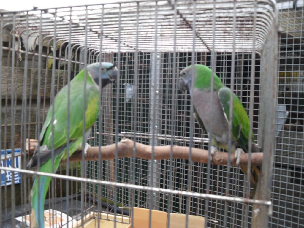derbyan parkieten, Dieren en Toebehoren, Vogels | Parkieten en Papegaaien, Meerdere dieren, Parkiet