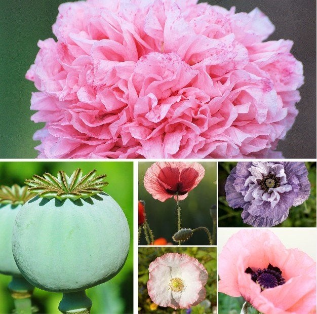 Papaver zaden, Verzenden, Zaad