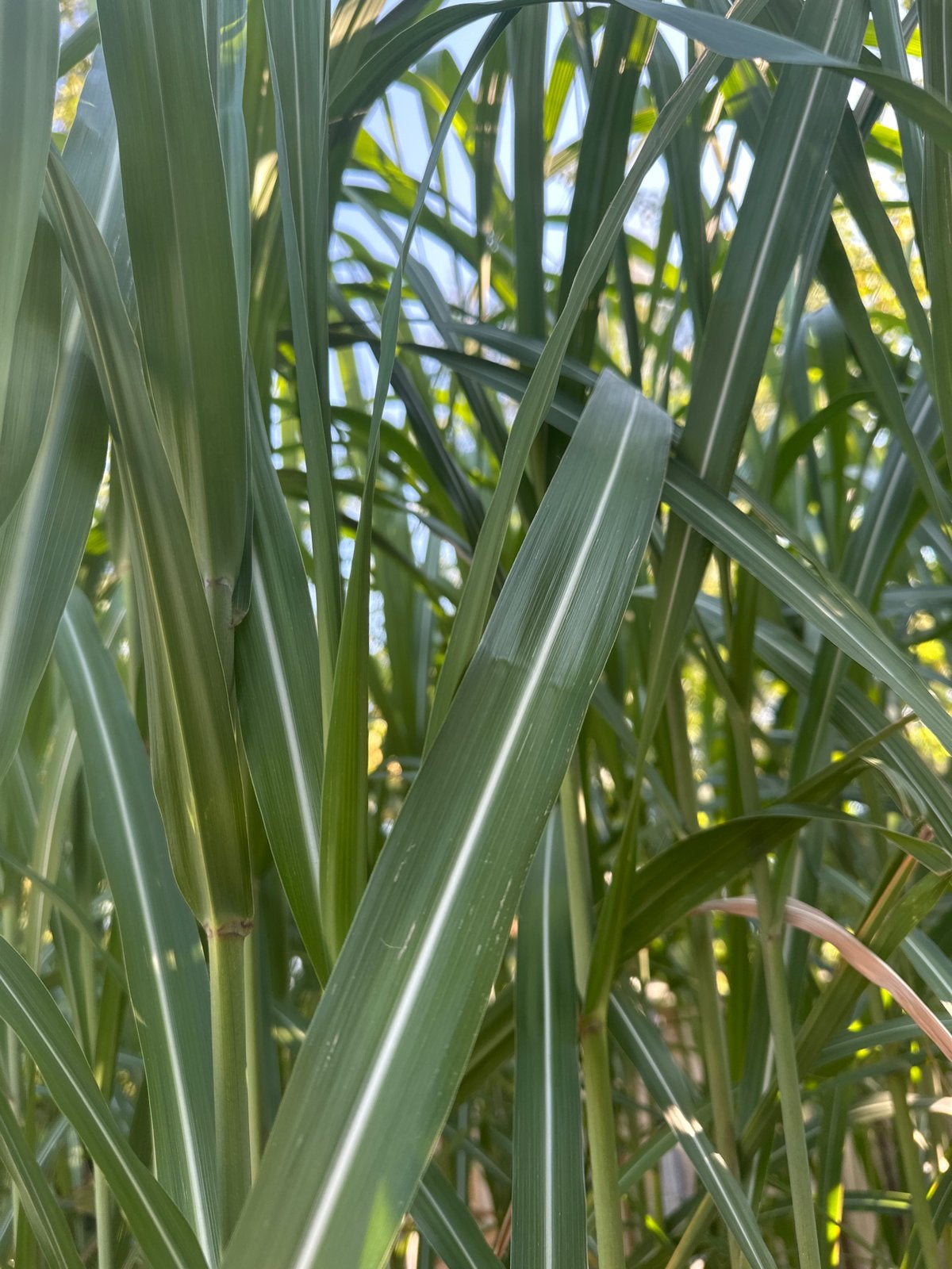 Siergras Prachtriet Miscanthus - Ruim 2 meter hoog, Ophalen, Volle zon, Vaste plant, Siergrassen