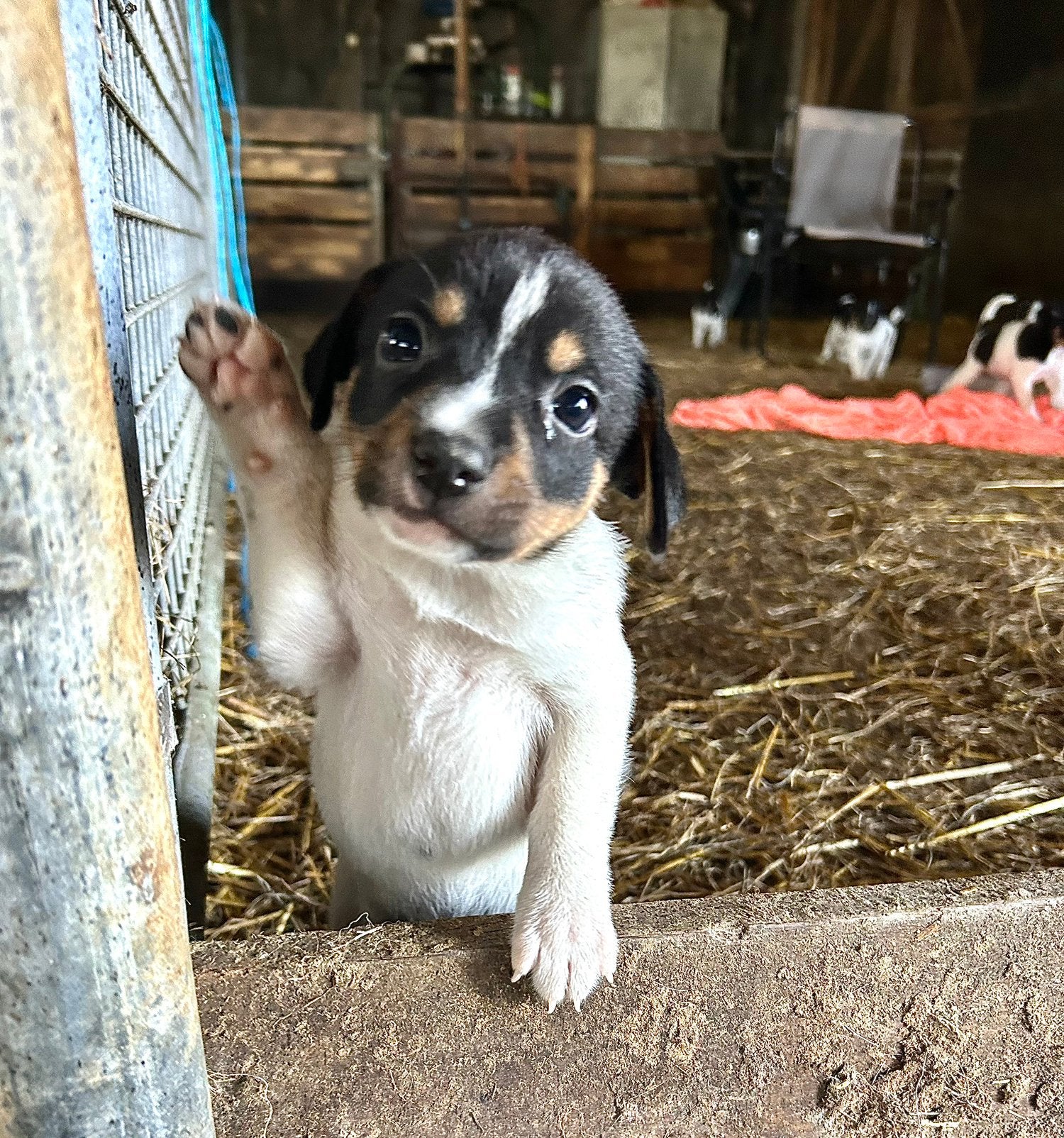6 boerenfox teefjes🩷, 8 tot 15 weken, Teef, Parvo, Meerdere