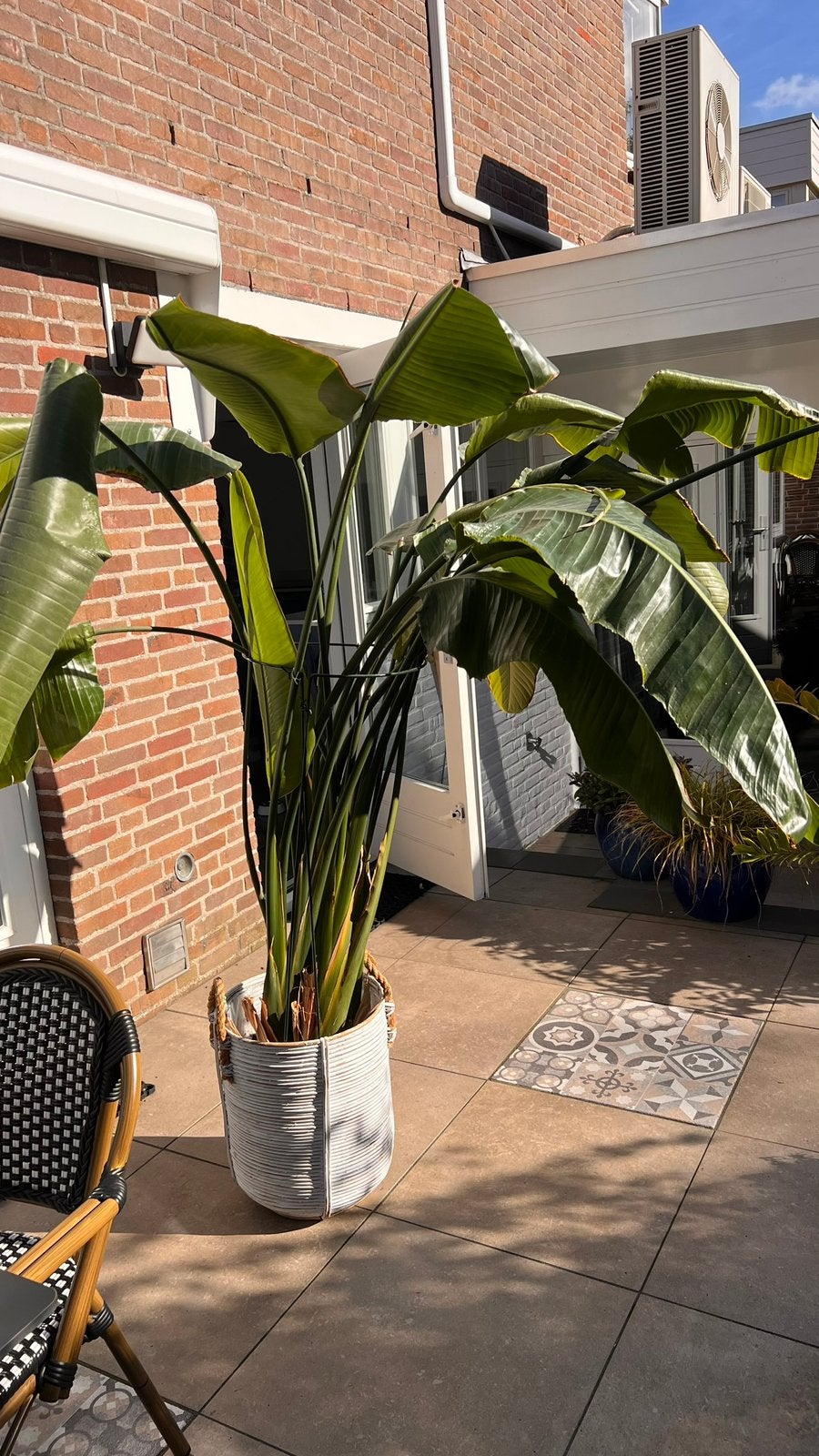 Grote plant (vezelbanaan) & rotan pot, Huis en Inrichting, Ophalen, Overige soorten, Halfschaduw, In pot